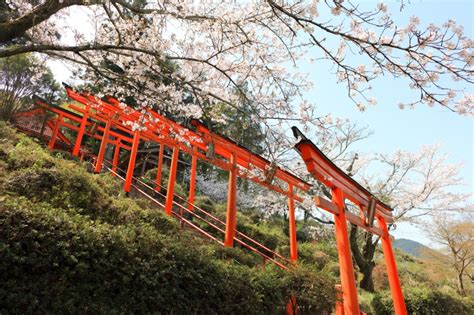 鳥居が連なる光景が美しい全国の絶景神社6選！の写真