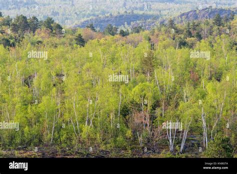 Mixed Forest Ecosystem Hi Res Stock Photography And Images Alamy