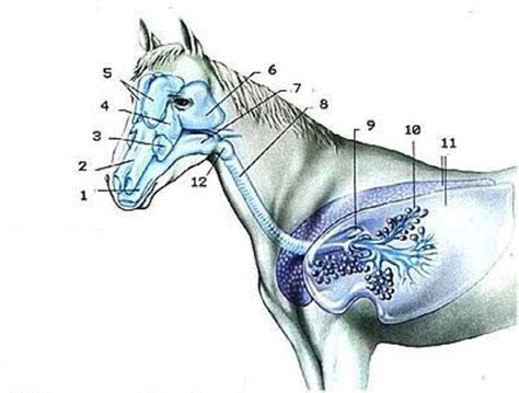 Figure 1 from Streptococcus equi subsp. equi and Streptococcus equi subsp. zooepidemicus ...