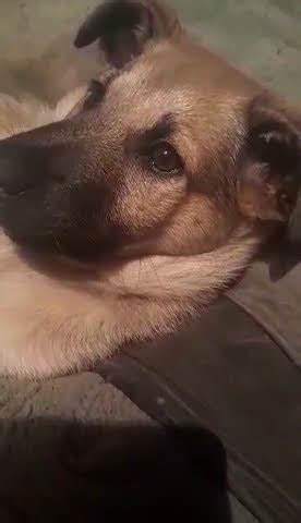 #dog #собака БУЛОЧКА #animals #puppy #pets #собакадругчеловека # ...