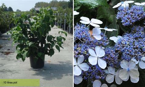 Hydrangea Serrata ‘bluebird’ Hydrangea ‘bluebird’ Shrub Garden Plants Online