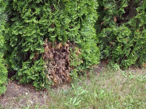 How To Tell If My Arborvitae Is Dying 3 Clear Signs My Backyard Life