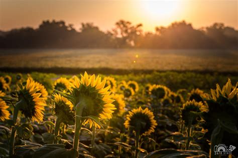 Sunflower Sunrise Wallpapers Top Free Sunflower Sunrise Backgrounds