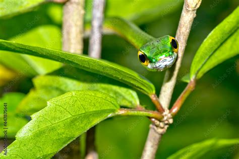 Parrot Snake Satiny Parrot Snake Leptophis Depressirostris Tropical