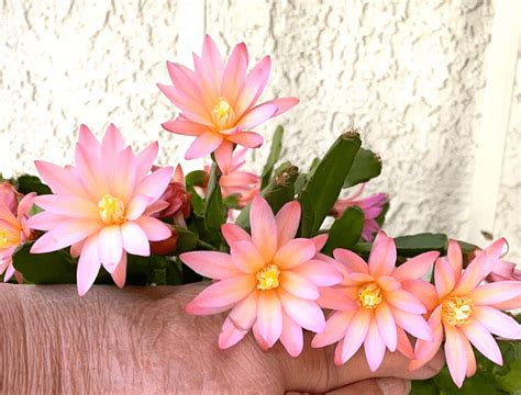 Grow an Easter Cactus for Festive Springtime Flowers - Birds and Blooms