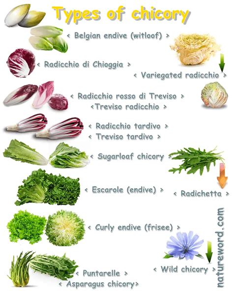 Guide To Chicory Greens And Endive Types NatureWord