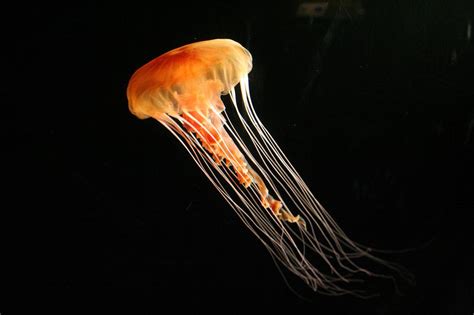 Самые красивые и яркие медузы » BigPicture.ru