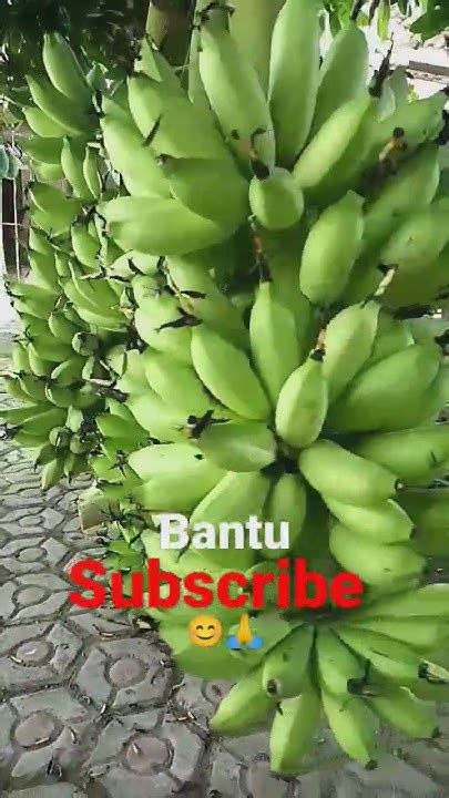 Panen Pisang Dulu Guys Pisang Petanipisang Petani Shortvideo Youtube