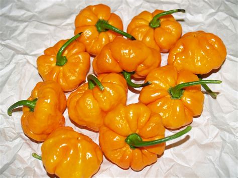 Острый перец Scotch Bonnet Tfm