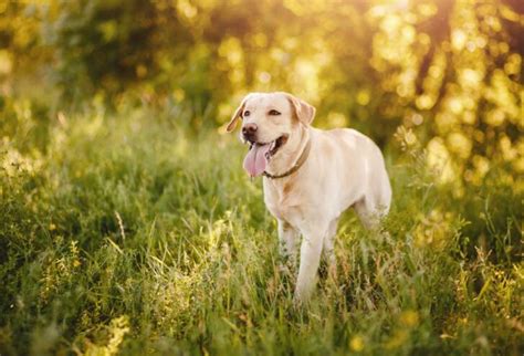 Flat-Coated Retriever vs. Labrador - PatchPuppy.com