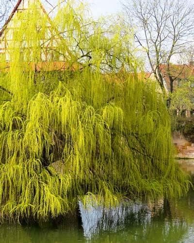 14 Weeping Willow Varieties World Of Garden Plants