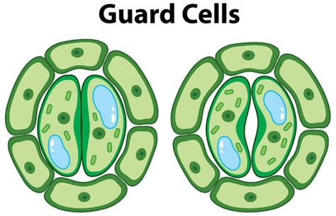 Plant Guard Cells