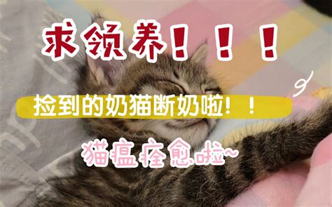 捡到的小奶猫长大啦！正在寻求铲屎官。哔哩哔哩bilibili