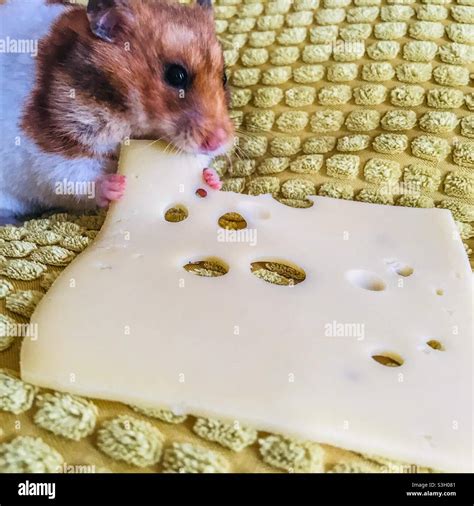 Hamster eating cheese Stock Photo - Alamy