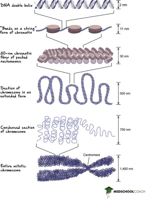 Histones Chromatin And Chromosome Coiling Mcat Biology Medschoolcoach