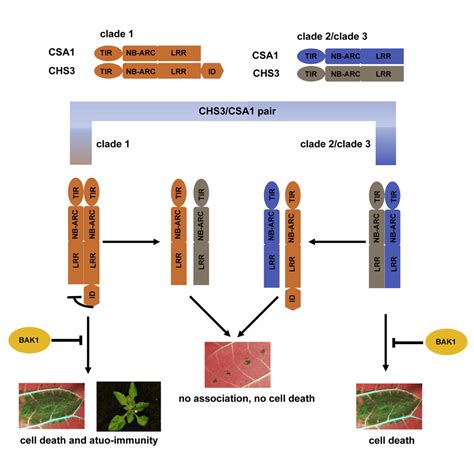 Allelic Variation In The Arabidopsis Tnl Chs Csa Immune Receptor Pair