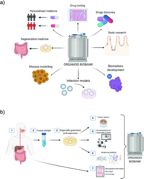 Establishment Of An Organoid Biobank And Its Applications A