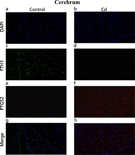 Immuno Fluorescence Assay Of Ptgs And Fth In Cerebrum During Cd