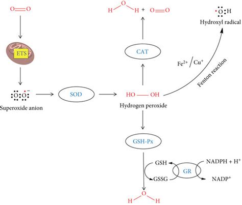 Relationship Between Catalase And Other Antioxidant Enzymes Download