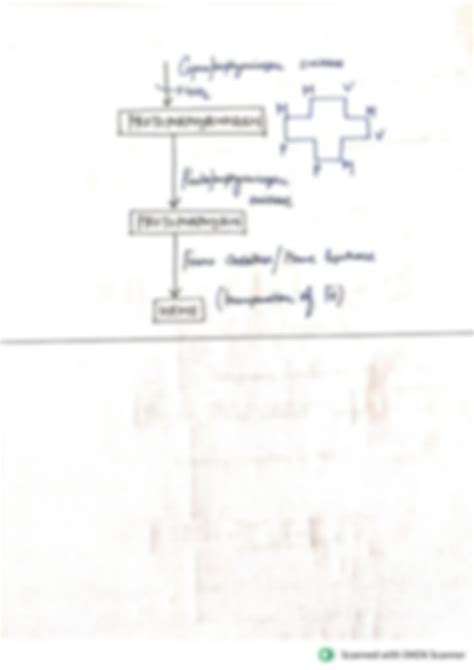 SOLUTION Heme Synthesis Studypool