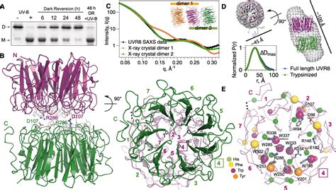 Plant Uvr8 Photoreceptor Senses Uv B By Tryptophan Mediated Disruption