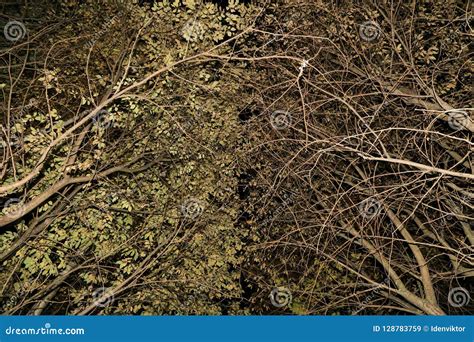 Rami Di Alberi Struttura Del Fondo Dell Estratto Della Natura Delle