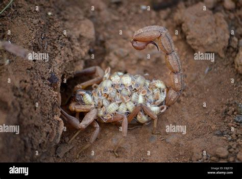 Scorpion Mother And Babies Stockfotos Scorpion Mother And Babies