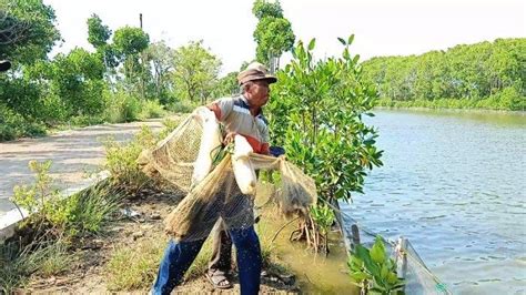 Dampak Covid 19 Petani Tambak Bandeng Pekalongan Menjerit