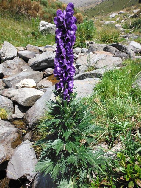 Tora Blava Aconitum Napellus Flores Naturaleza