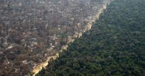 Nel 2050 La Foresta Amazzonica Potrebbe Raggiungere Il Punto Di Non Ritorno