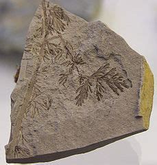 Category:Carboniferous fossils from the United Kingdom - Wikimedia Commons