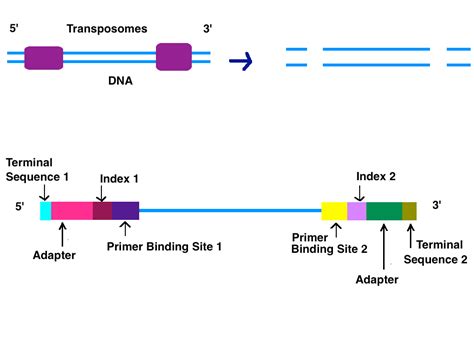 Illumina Dye Sequencing Encyclopedia Mdpi