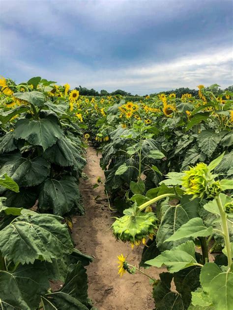 Filas De Girasoles En El Campo Arado Del Campo Imagen De Archivo