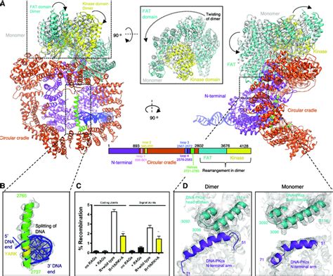 Comparison Between Dna Pkcs In The Monomeric And Dimeric Nhej