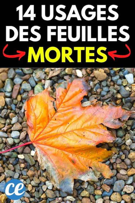 Ne Jetez Plus les Feuilles Mortes Voici 14 Façons Étonnantes de les