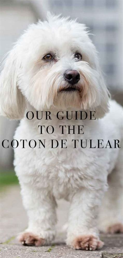 Coton de Tulear – A Complete Guide To A Rather Regal Breed