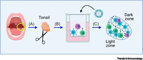 Tonsil Organoids Peering Down The Throat Of Human Immunity Trends In