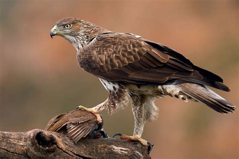 Aquila Di Bonelli JuzaPhoto