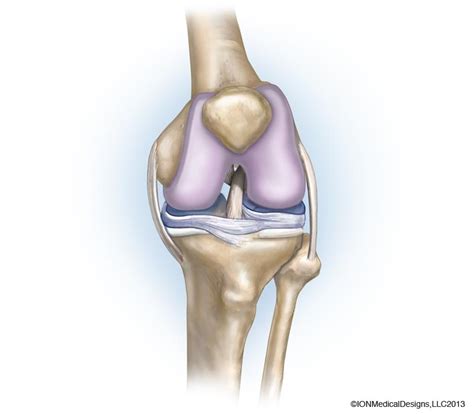 Articular Cartilage - Joint Preservation Center