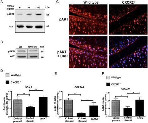 Cxcr2 Modulation Of The Articular Chondrocyte Phenotype Is Mediated By Download Scientific