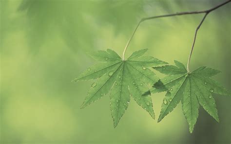 Papel De Parede Luz Solar Sai Natureza Grama Plantas Gotas De