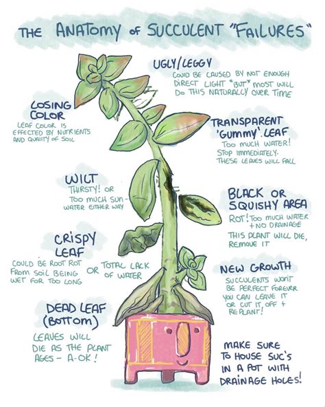 Anatomy Of Succulent Failures Plant Care Houseplant House Plant Care