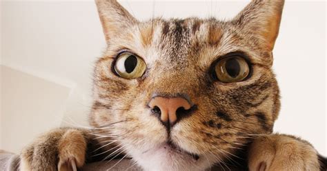 Why Do Cats Act So Weirdly Ted Ed Video Explains All Huffpost Uk Life