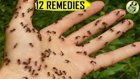 Natural Ant Remedies How To Get Rid Of Ants At Home And Garden Top