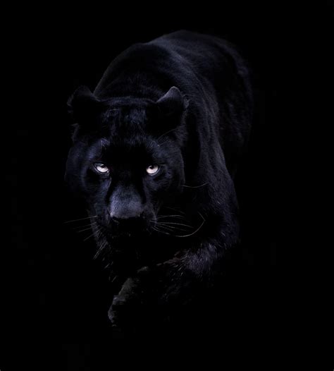 Black Jaguar HD Wallpapers - Top Free Black Jaguar HD Backgrounds ...