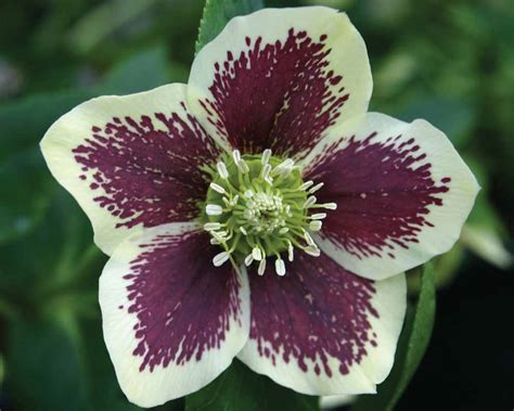 Fraser's Thimble Farm, Helleborus x hybridus `Winter Jewel Painted'