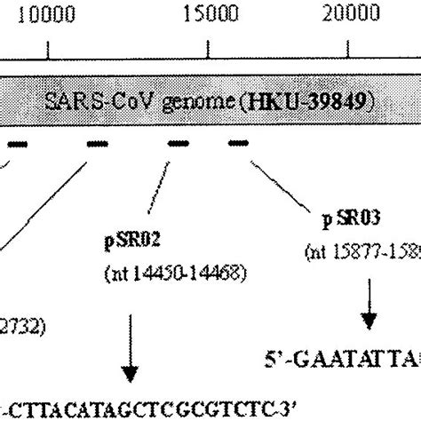 Schematic representation of the sites of the six siRNA target sequences ...