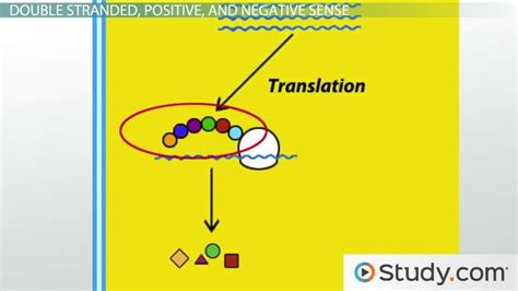 [最新] double-stranded rna viruses examples 287308-Can viruses have ...