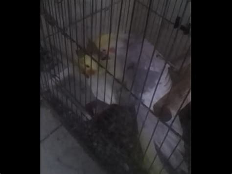 Especial porão dos sonhos XVIDEOS