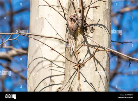 Bild von Frühjahr blühenden Kastanienbaum trockene Äste mit Knospen